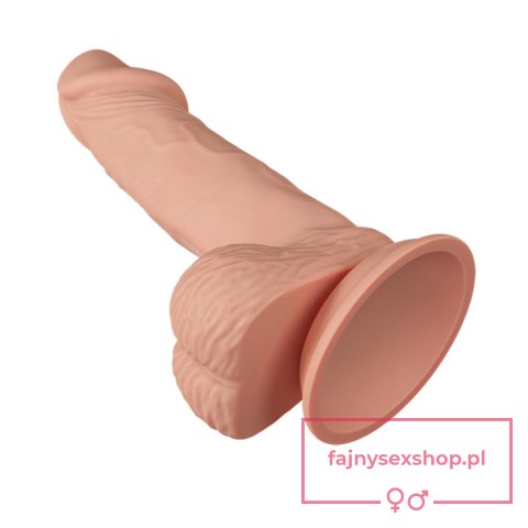 BAILE-Beautiful Zebulon 7.6"""" BAILE-Beautiful Zebulon 7.6""""